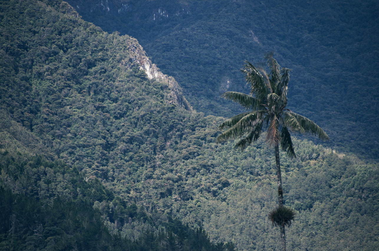 Valle de Cocora