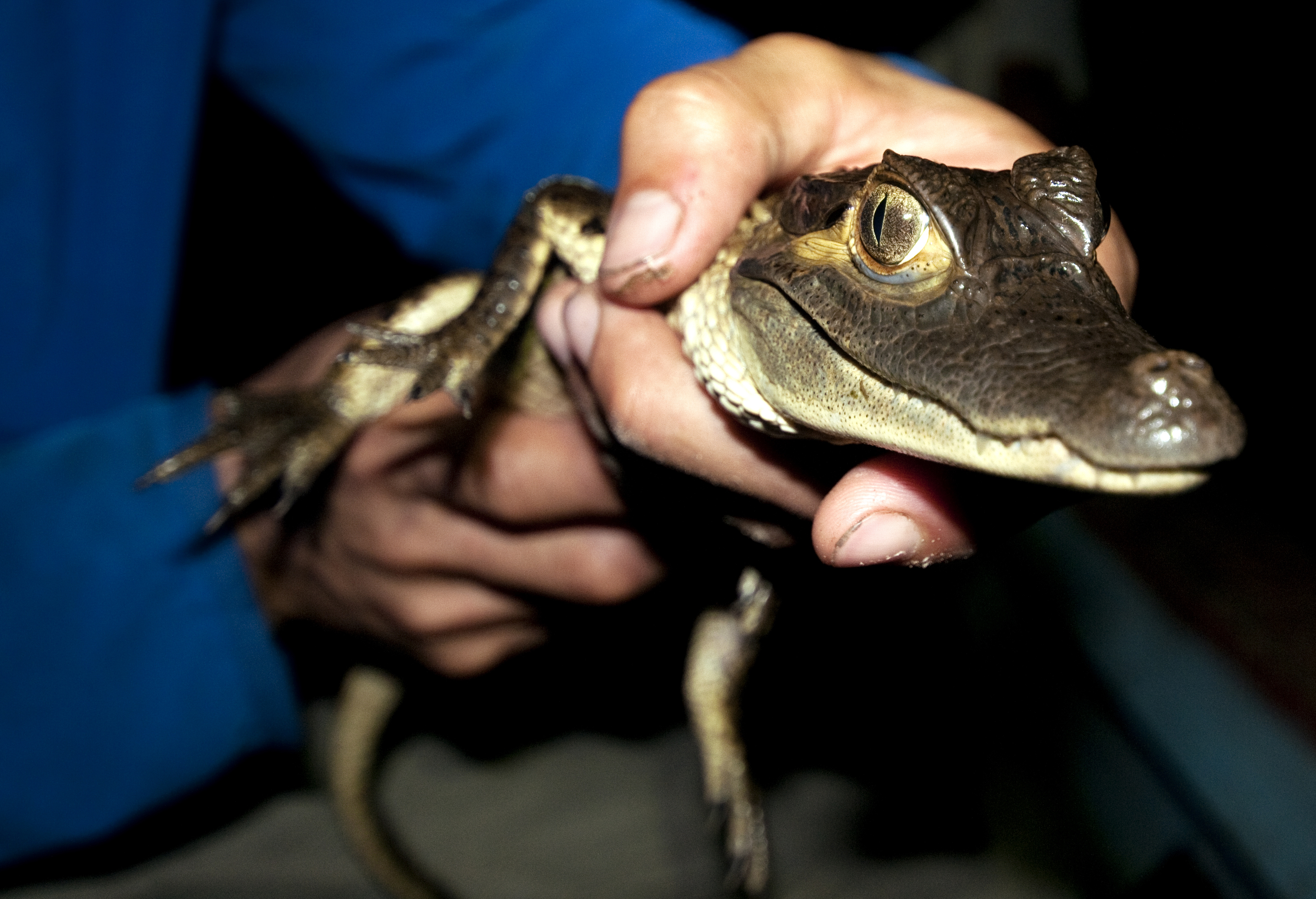 Catching Caiman